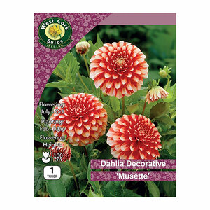 Dahlia Border Musette 1 Bulb