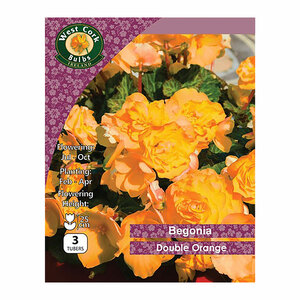 Begonia Double Orange 3 Bulbs