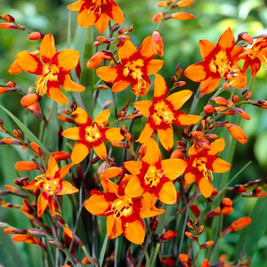 Crocosmia Cros Emily Mcenzie 10 Bulbs