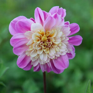 Dahlia Anemone Flow Take Off 1 Bulb