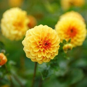 Dahlia Pompon Golden Scepter 1 Bulb