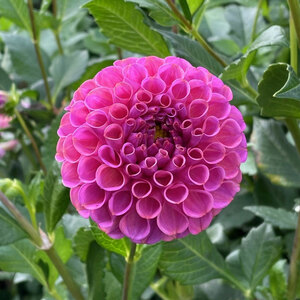 Bring a Hint of Glamour to Your Garden with the Dahlia 'Arabian Night