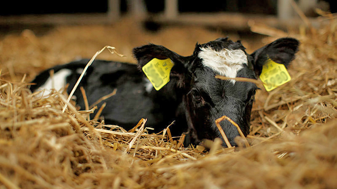 Calf Image 684x384.jpg