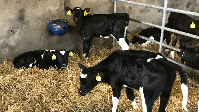 Calf Management – The Importance of Routine | Tirlán FarmLife