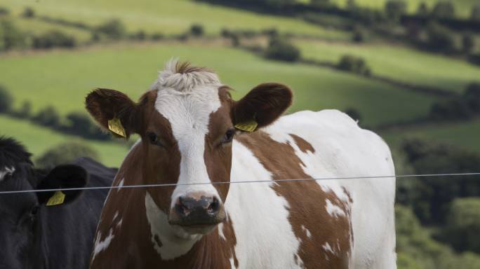 Tirlán July milk price 44.83 cpl