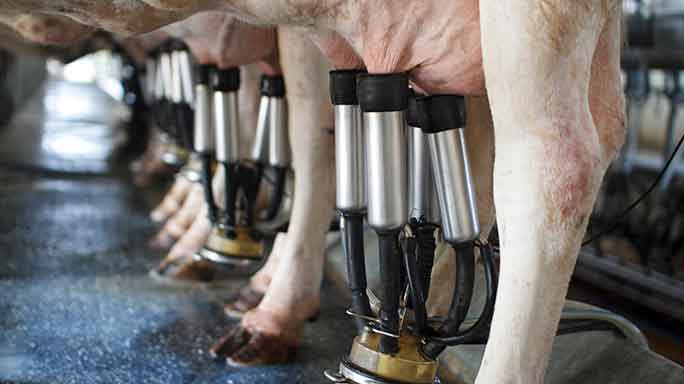 Dairy Hygiene 684x384.jpg