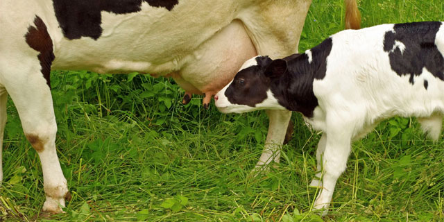 Promoting Cow Health after Calving