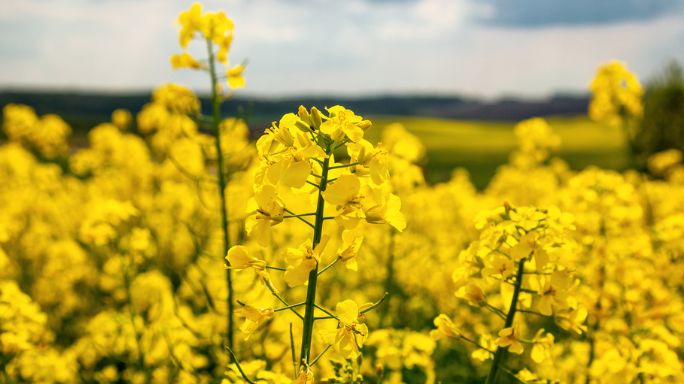 HEAR Oilseed Rape Forward Selling Harvest 2024 | Tirlán FarmLife