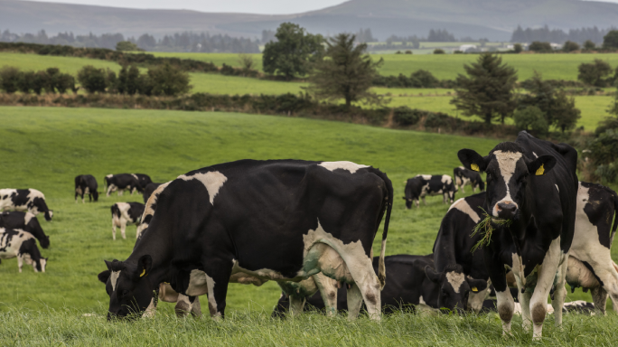 Tirlán September milk price 49.08 cpl