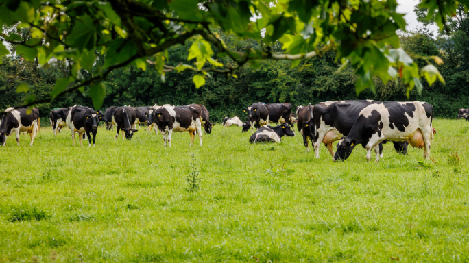 Tirlán provides GAIN dairy feed support for milk suppliers 